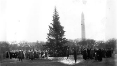 1923Tree