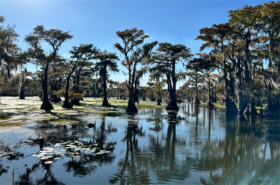 Caddo Lake 1